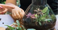 Workshop terrarium maken, 6 februari 2025